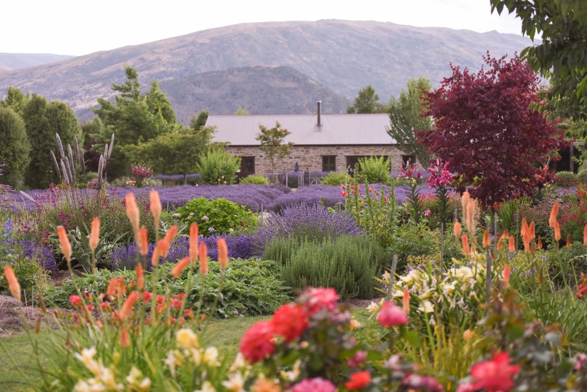 Wanaka Lavender Farm Ticket - image 6